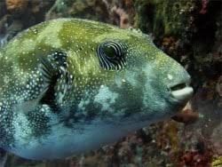 The puffer fish is the second most poisonous creature in the world, after the golden poison frog. Pufferfish Are The Second Most Poisonous Vertebrate In The World Two Fish Divers