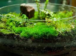 how to grow and keep moss alive dengarden