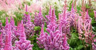 How To Grow Astilbe For Color In The