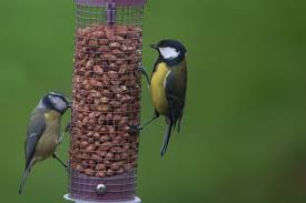 how to help garden birds in winter