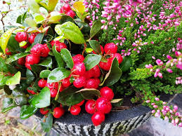 Winter Container Plants Nine Of The
