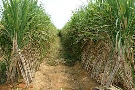 Sugarcane Growing Rome Fontanacountryinn Com