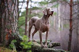ワイマラナーは高い狩猟能力を持つ美しい大型犬！特徴と飼い方を解説 | ペットニュースストレージ(ペット&ファミリー損保)
