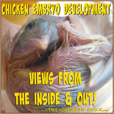 Chicken Embryo Development Views From The Inside And Out