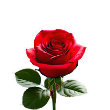 red rose flower blooming 22228118 png