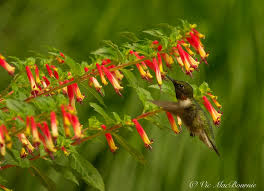 Cuphea Vermillionaire Is Hummingbird
