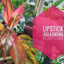 aglaonema red lipstick benefits plant