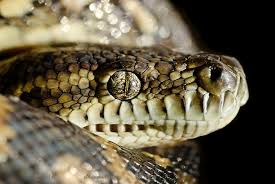 coastal carpet python morelia spilota
