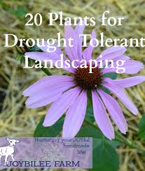 Drought Tolerant Plants For Your Zone 3