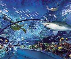 ripley s aquarium of myrtle beach