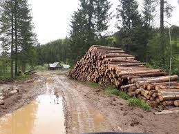 Imagini revoltatoare in Apuseni: Cum distrug taietorii de lemne o...