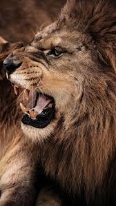 angry lion growing brown lion s
