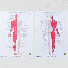 Superficial (extrinsic) muscles of back. Laminated 2 In 1 Anatomy Chart Human Skeletal And Muscular System A3 Poster Front And Back View Detailed Drawing Hobbies Toys Stationery Craft Art Prints On Carousell