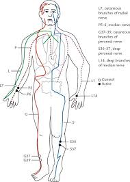 Diagram Of Meridians And Acupuncture Points Or Acupoints