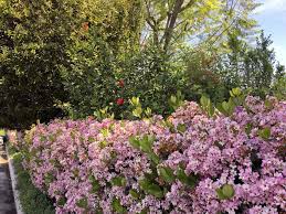 Rendere allegro e colorato il giardino di casa non è mai stato cosi semplice con le siepi da fiore! 10 Piante Da Siepe Sempreverdi Per Una Copertura Tutto L Anno