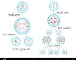 mitosis vs meiosis what are the main