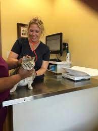 The veterinarian at the cat doctor in houston provides your cat with specific care tailored to their needs and behavior. Cat Veterinary Clinic Updated Covid 19 Hours Services 11 Photos 58 Reviews Veterinarians 3122 White Oak Dr The Heights Houston Tx Phone Number Yelp