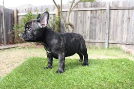 The dogs on this page are looking for their furever home. Female Brindle French Bulldog For Sale Austin French Bulldogs