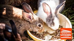 feeding rabbits correctly