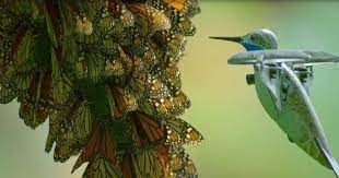 rare monarch erfly swarm footage