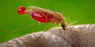 Falciparum, if not promptly and correctly treated, can be fatal in as little as one or two days. Children With Malaria Smell More Attractive To Mosquitoes The Scientist Magazine