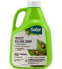 insecticidal soap by safer brand