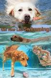 why-do-labs-hate-water
