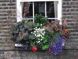 window box flowers for shady spots