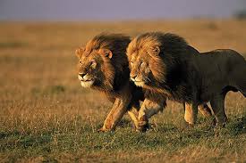A large, powerful cat (panthera leo), found in africa and sw asia, with a the definition of a lion is a large feline mammal that eats meat and comes from northwest india and africa. The Truth About Lions Science Smithsonian Magazine