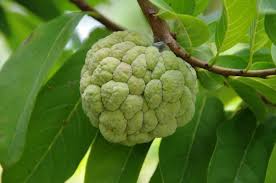Cherimoya Benefits Tree Seeds And How To Eat 2019