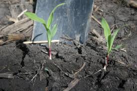 Causes And Management Of Yellow Corn Seedlings
