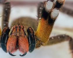 Brazilian wandering spider venomous spider