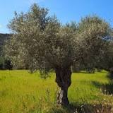 ¿Cuántos litros de agua se necesitan para regar un olivo?