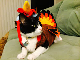 Image result for cats dressed for thanksgiving