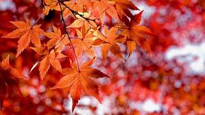 maple tree fall leaves autumn leaf