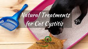 cat uti urinary tract infection