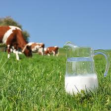 Real Milk from Real Cows –
