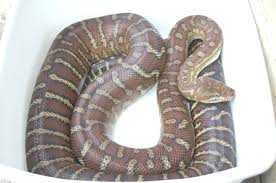 centralian pythons at aar