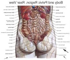 Human Body Organs Diagram From The Back Human Body Organs