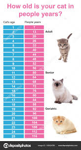 Photo Size Comparison Chart Comparison Chart Of Cat And