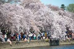 Where can I see cherry blossoms without crowds?