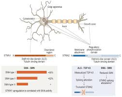 stathminotor neuron diseases