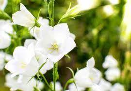 75 white flower types with names and