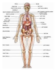 Find anatomical chart human body. Human Organ Chart Female Barbe