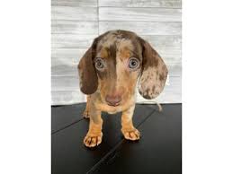 dachshund dog female chocolate dapple