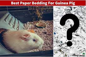 7 Best Paper Bedding For Guinea Pigs