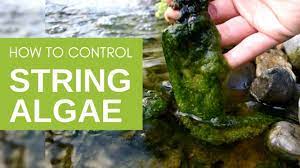 get rid of string algae in your pond
