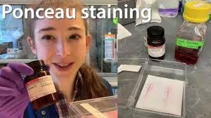 ponceau staining what why how