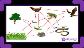 Rumput rantai makanan grazing food chain, yang merupakan awal dari rantai makanan di tanaman tropik awalnya. Rantai Makanan Ekosistem Kebun Pengertian Dan Contoh Ekosistem Di Kebun Lengkap Ilmu Pengetahuan Alam Ipa