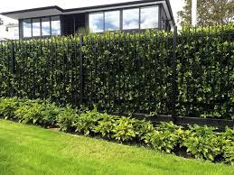 By now you already know that, whatever you are looking for, you're sure to find it on aliexpress. Hedge Behind Aluminium Fence Google Search Aluminum Fence Landscaping Backyard Fences Natural Privacy Fences